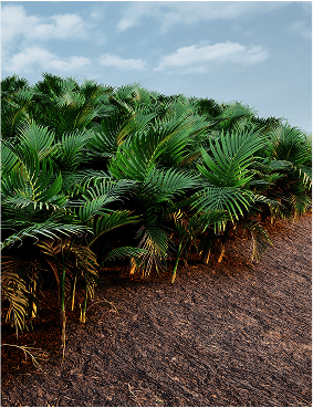 Ation | Conectando la innovación Australia y América Latina